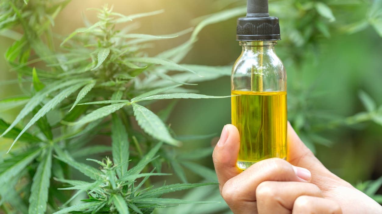 Herstellung von Cannabis leicht gemacht: Die Innovationen von Wernard Bruining bei Cbdladen