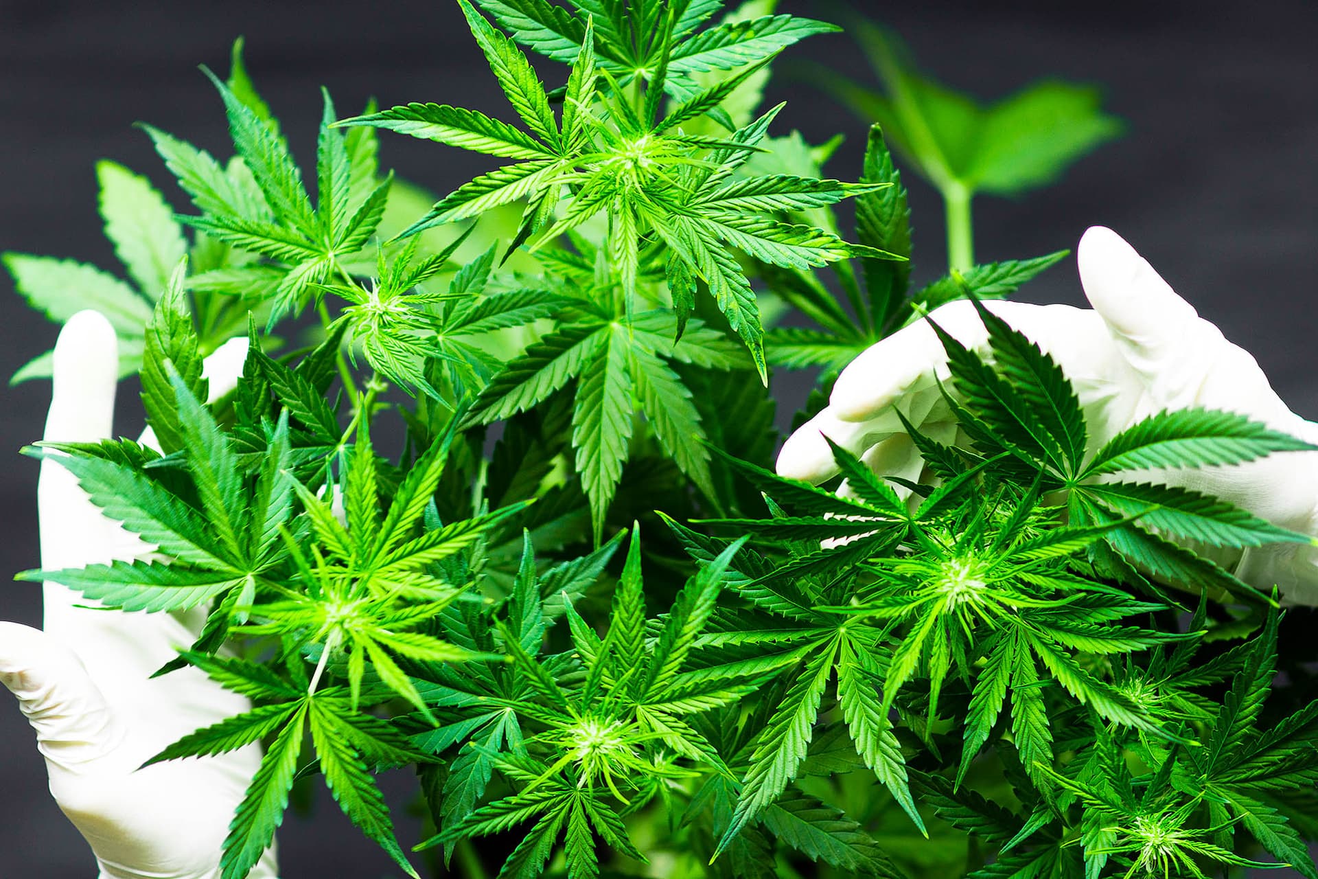 Perfekt für Anfänger und Profis – Weed Samen kaufen ohne Risiko