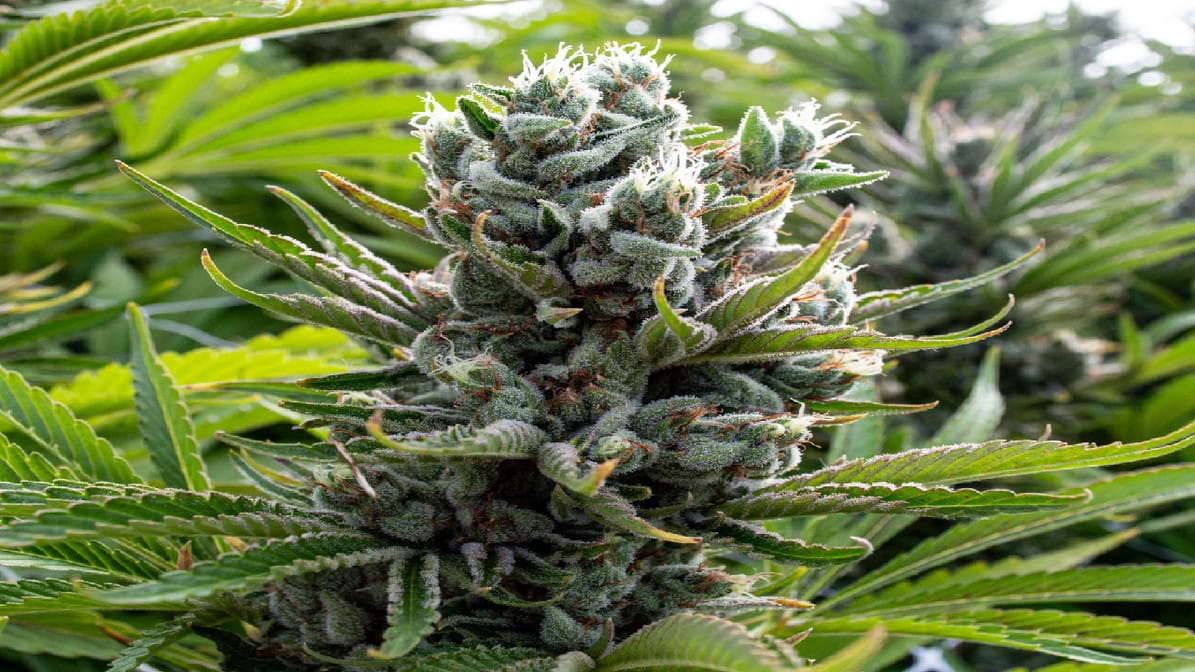 CBD Blüten kaufen – Der einfache Weg zum gesunden und Potenten Naturprodukt