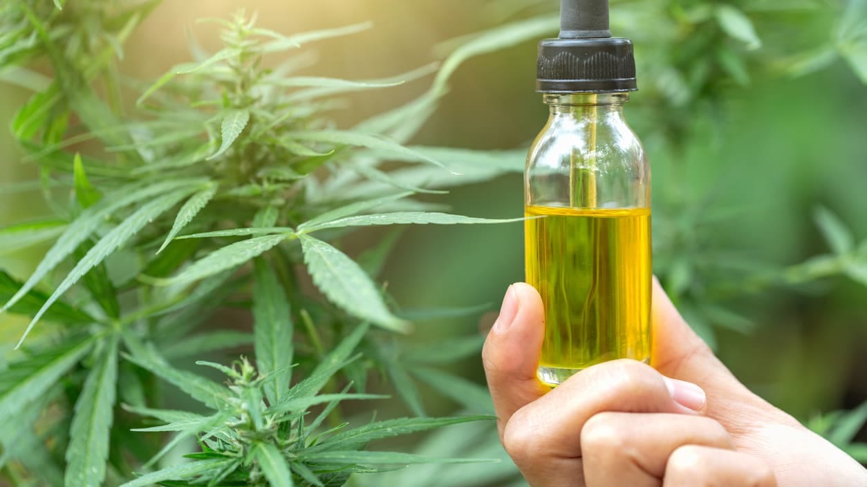 Herstellung von Cannabis leicht gemacht: Die Innovationen von Wernard Bruining bei Cbdladen