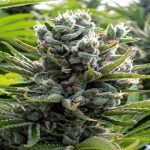 CBD Blüten kaufen – Der einfache Weg zum gesunden und Potenten Naturprodukt